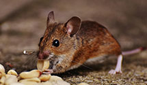 24 Hour & Emergency Exterminators in Crossville, TN